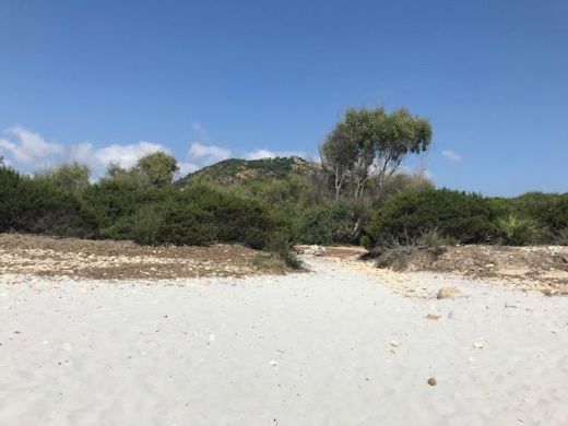 Der Naturpark erstreckt sich über ca. 530 Hektar und man kann dort mediterrane Macchia, heimische Pinien, Eukalyptusbäume, Korkeichen, Zwergpalmen und natürlich den lokalen Wacholder vorfinden. 